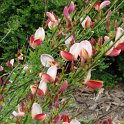 Cytisus scoparius 'Luna' fleur P24
